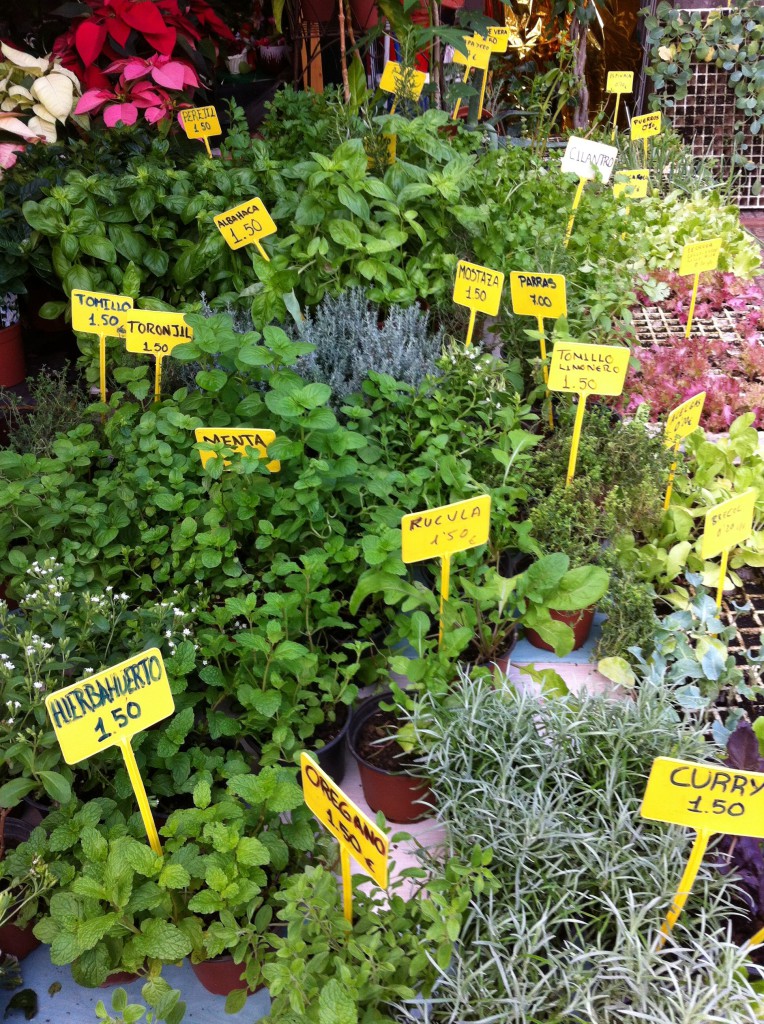 Las Palmas mountain trip: herbs on Santa Brigida market Fresh herbs for sale on Santa Brigida market