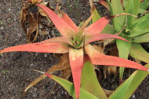 An agave in Jardin Botanico Canario