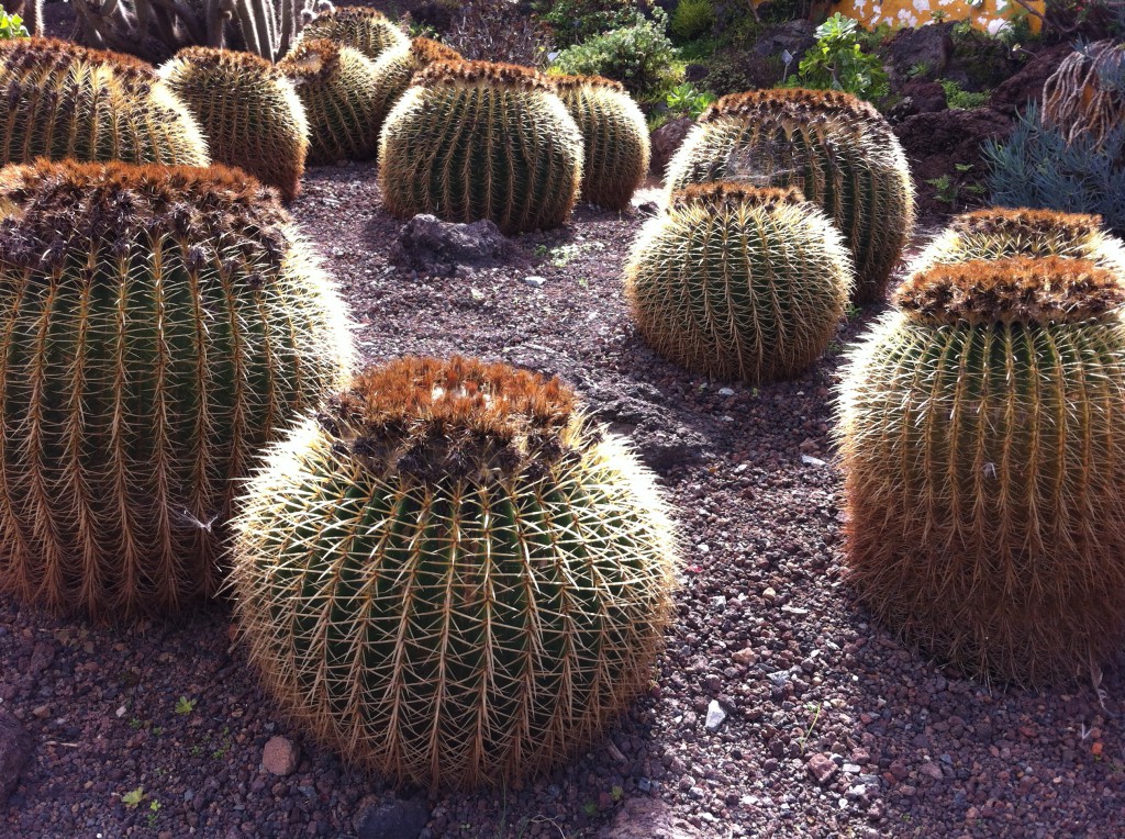 Cactus plants in Jardin Botanico Canario Cactus plants in Jardin Botanico Canario