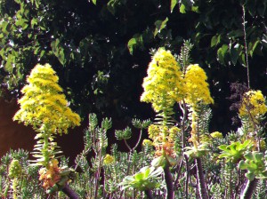 Canarian flowers, Jardin Botanico Canario