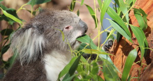 A koala at Healesville Sanctuary