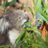 A koala at Healesville Sanctuary