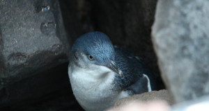 A Little Penguin at St Kilda Pier