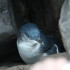 A Little Penguin at St Kilda Pier