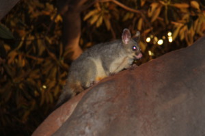 A possum in Fitzroy Park A possum in Fitzroy Park
