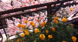 Flowers and drying fish at Ban Phe