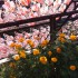 Flowers and drying fish at Ban Phe