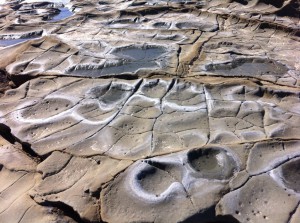 Fossils at Bunurong