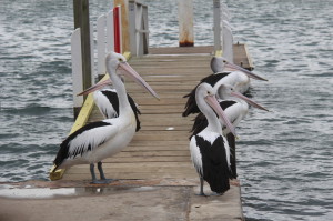 Pelicans in Merimbula
