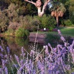 Plants in the Royal Botanic Garden, Melbourne