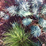 Plants in the Royal Botanic Garden, Melbourne