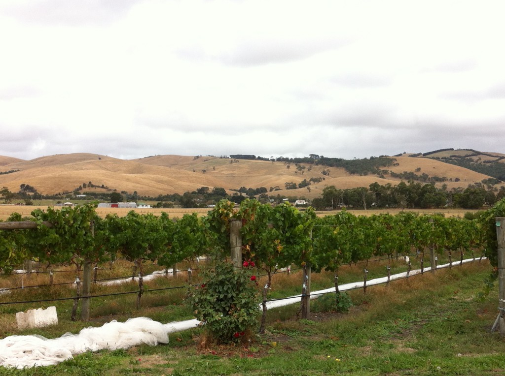 Yarra Valley vineyards and hills Yarra Valley vineyards and hills