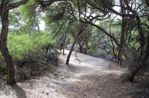 Walking in the forest to Squeaky Beach, Wilsons Promontory