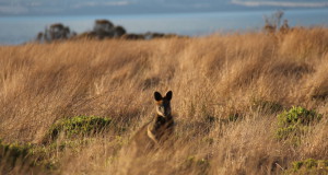A wallaby on Phillip Island