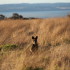 A wallaby on Phillip Island