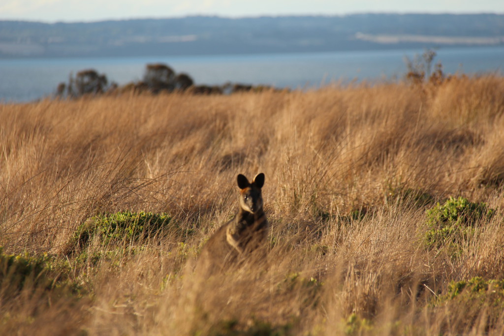 A wallaby on Phillip Island A wallaby on Phillip Island
