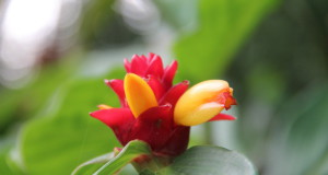 A flower in the Royal Botanic Gardens, Sydney