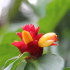 A flower in the Royal Botanic Gardens, Sydney
