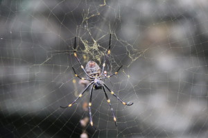 A spider in the Royal Botanic Gardens, Sydney