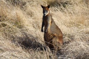 A wallaby on Phillip Island