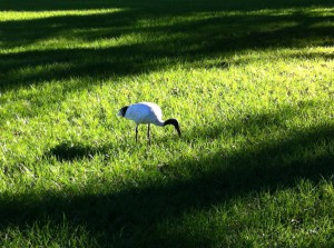 An ibis in the Royal Botanical Gardens, Sydney
