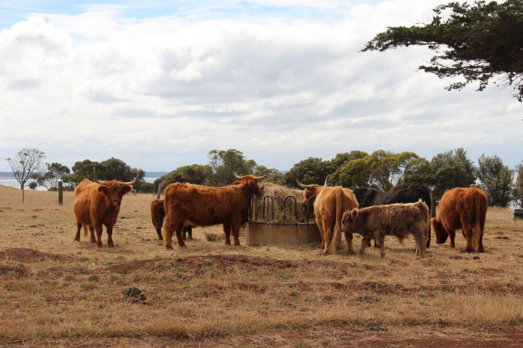 Australia's oldest farm, Churchill Island Australia's oldest farm, Churchill Island