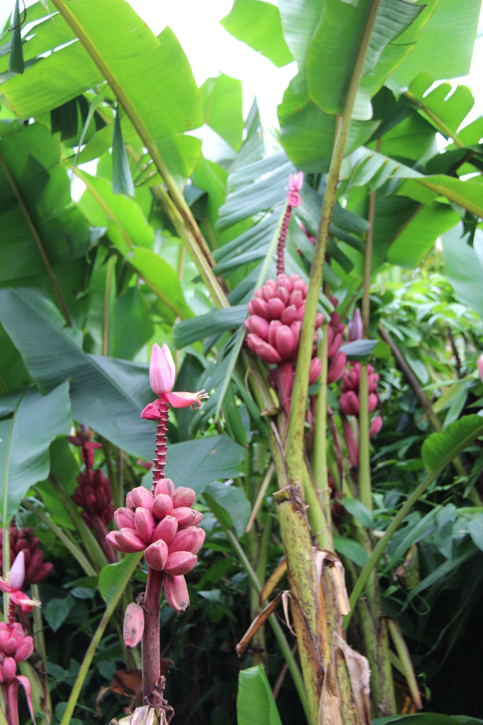 Pink bananas in the Botanic Gardens of Sydney Pink bananas in the Botanic Gardens of Sydney