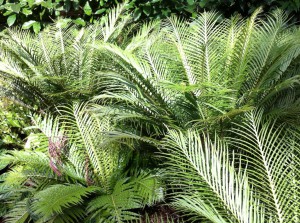 A view of the Royal Botanic Gardens, Sydney