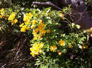 Flowers at Watsons Bay, Sydney