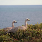 Geese on Phillip Island