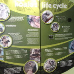 Learning about koalas, Phillip Island