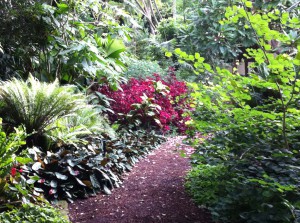 Flowers in the Royal Botanic Gardens, Sydney