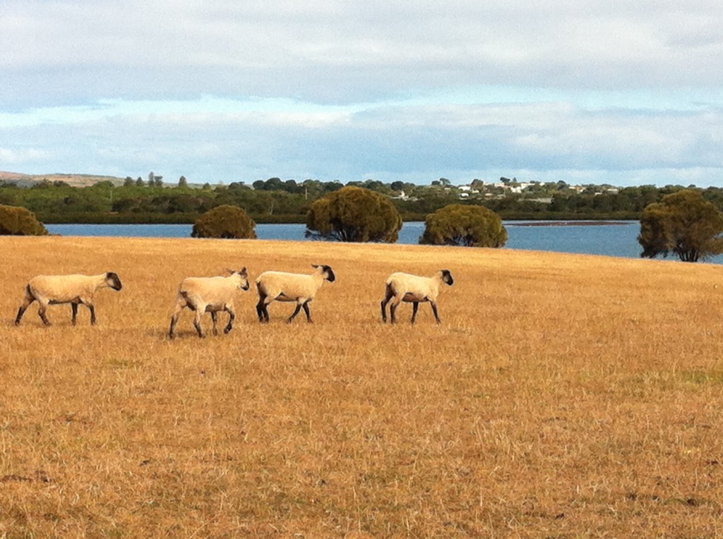 Sheep on Churchill Island Sheep on Churchill Island