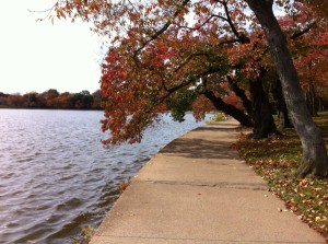 Cherry trees, Tidal Basin, Washington DC