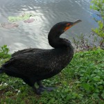 A bird in the Everglades