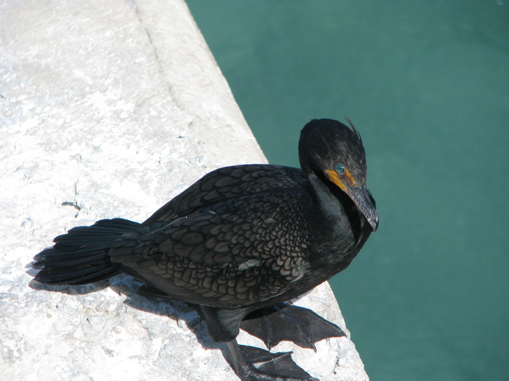 A seabird, Florida Keys A seabird near Pigeon Key, Florida Keys