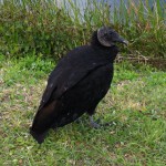 A vulture walking trails in the Everglades