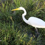 Anhinga Trail, walking trails in the Everglades
