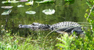 Dreaming about travel: alligator in Shark Valley, Florida