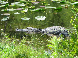 Dreaming about travel: alligator in Shark Valley, Florida