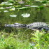 Dreaming about travel: alligator in Shark Valley, Florida
