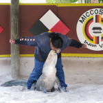 Alligator show, Miccosukee Village, Florida