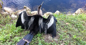 Anhinga bird, the Everglades