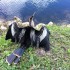 Anhinga bird, the Everglades