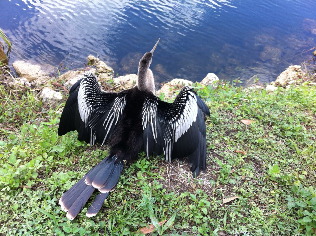 Walking trails in the Everglades: Anhinga bird Anhinga bird on walking trails in the Everglades