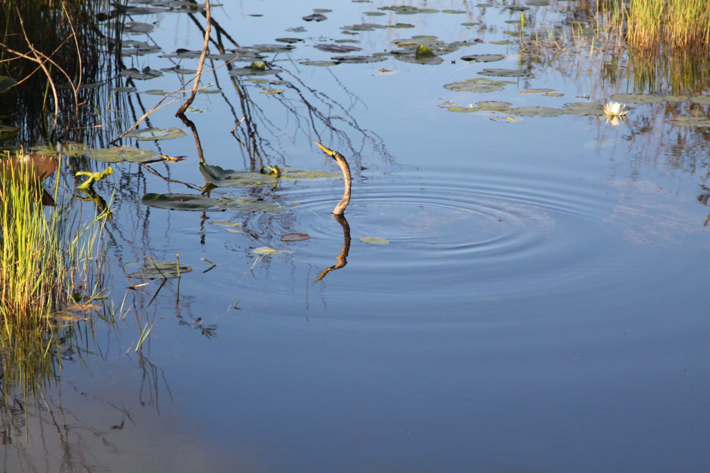 On short walking trails in the Everglades On short walking trails in the Everglades