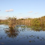 Anhinga Trail, walking trails in the Everglades