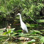 Bird in Shark Valley, Everglades National Park, Florida