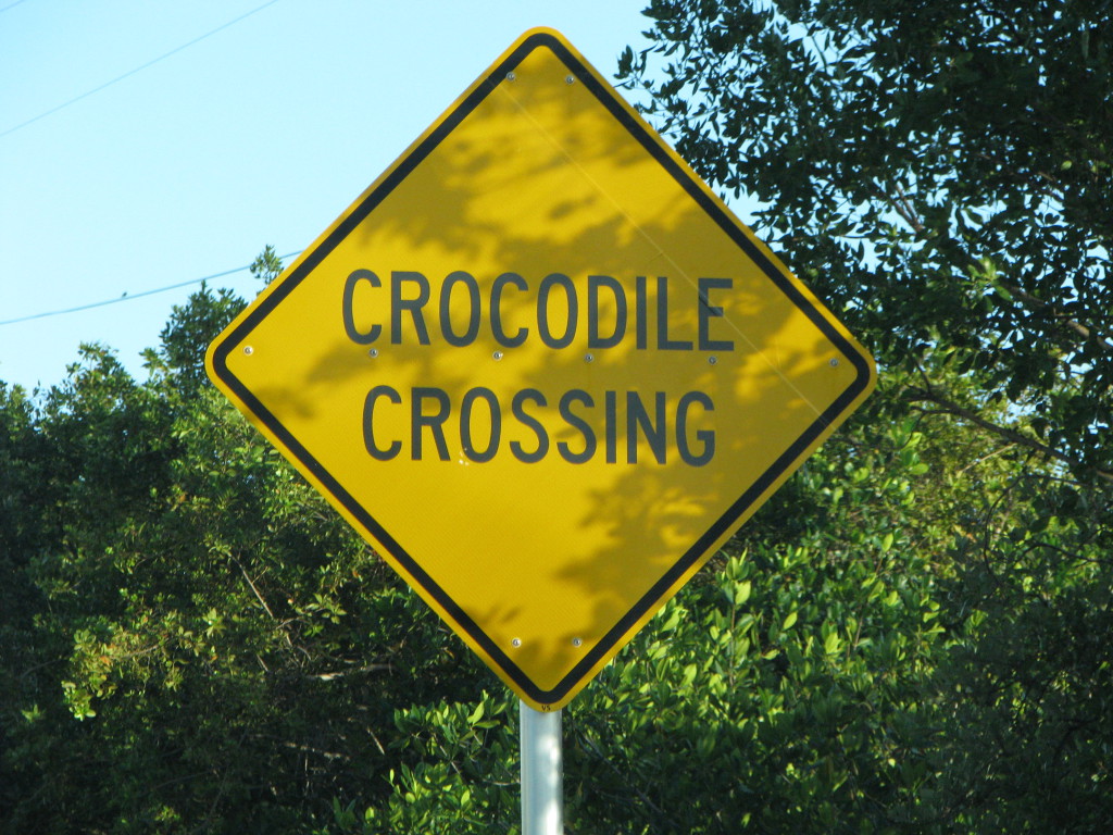 Crocodiles crossing in the Florida Keys Crocodiles crossing, Florida Keys