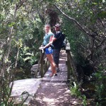Elevated boardwalk, Shark Valley, Everglades